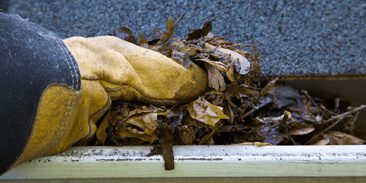 plants-animals gutter cleaning grand rapids